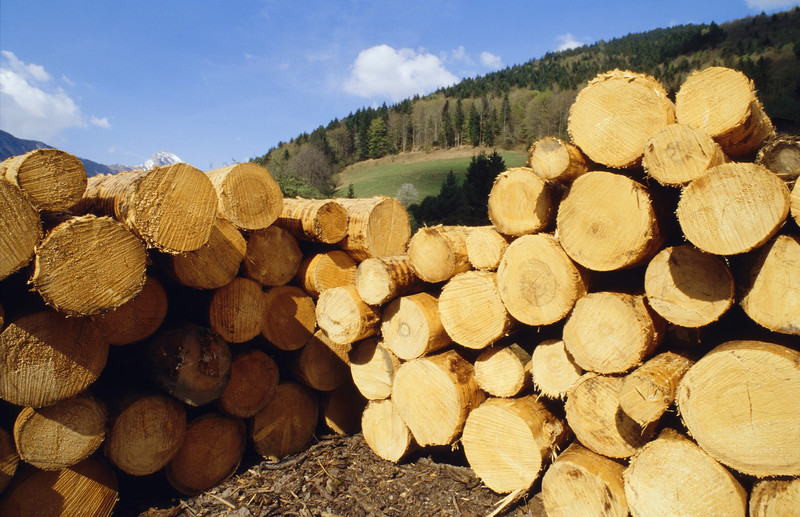 Holz