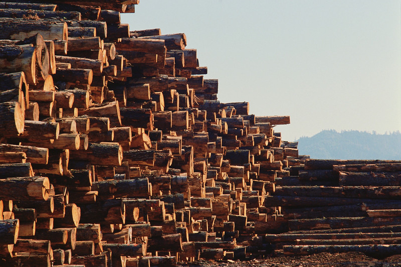 Holz